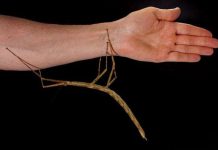 Bọ que Việt Nam lọt danh sách 10 loài ấn tượng năm 2015