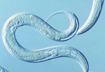 Vi lượng litium giúp tăng tuổi thọ