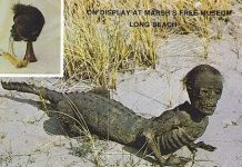 Jake - huyền thoại người cá sấu