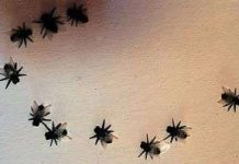 Anh phát triển robot ruồi do thám