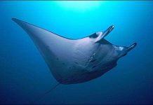 Vẫy vùng với cá đuối Vẫy vùng với cá đuối