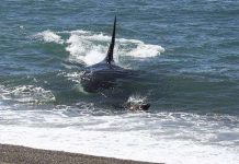 Ngoạn mục cá voi sát thủ săn mồi