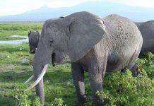 Tại sao tiếng gầm của voi vang xa được tới 10km?