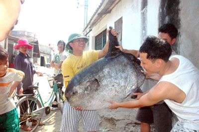 Bắt được con cá lạ nặng hơn 30kg