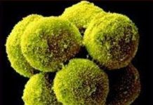 Phát hiện gen duy trì giới tính đực trong suốt đời sống