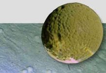 Sinh vật đơn bào thay đổi cách nhìn về tiến hóa Sinh vật đơn bào thay đổi cách nhìn về tiến hóa