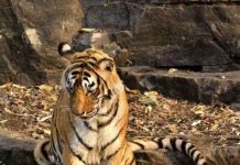 Nữ hoàng hổ nổi tiếng nhất Ấn Độ qua đời