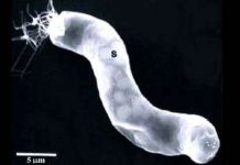 Nhà khoa học NASA tìm thấy sự sống trong vũ trụ