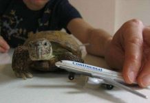 Máy bay đâm vào rùa nhiều hơn đâm vào drone