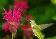 Vì sao chim ruồi có thể bay lơ lửng mà không rơi? Vì sao chim ruồi có thể bay lơ lửng mà không rơi?