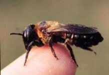 Côn trùng có thể thay thế chó nghiệp vụ