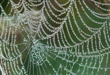 Tơ nhện nhân tạo thế hệ mới: bền hơn thép và 98% làm từ nước