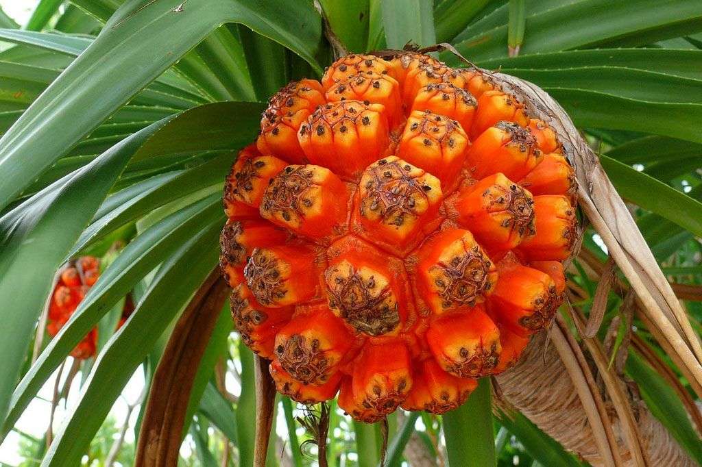 15 loại quả ở Việt Nam lọt vào danh sách 25 quả kỳ lạ nhất thế giới