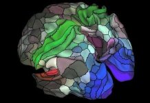 Các nhà khoa học khám phá ra 97 vùng trong não bộ chưa từng được biết đến trước đây