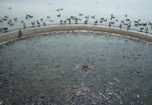 Kỳ lạ nơi vịt đi trên lưng hành nghìn con cá