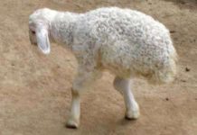 Con cừu lạ chỉ có hai chân