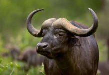 Phát hiện vùng gen điều khiển sự thuần hoá ở động vật