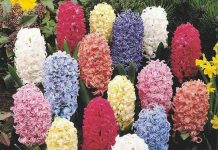 Nguồn gốc và ý nghĩa của hoa Tiên Ông (Dạ Lan Hương)