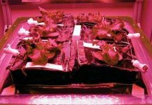 NASA sẽ trồng rau diếp trên vũ trụ NASA sẽ trồng rau diếp trên vũ trụ