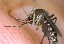 Tìm ra khắc tinh lớn nhất của muỗi, khiến chúng "cao chạy xa bay"