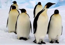 Ngạc nhiên trước những khám phá bất ngờ về Bắc Cực