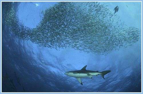 Ngoạn mục cảnh cá mập, cá heo và chim biển săn đàn cá mòi