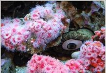 Nghiên cứu khoa học vật liệu từ sinh vật biển