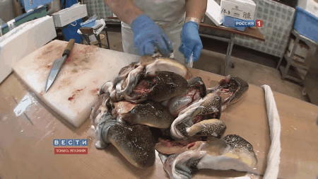 Hành trình gian nan để các bếp trưởng Nhật Bản được phép chế biến cá nóc