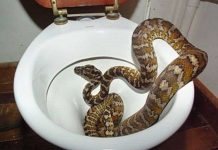 4 mẹo dân gian khiến rắn sẽ không dám bén mảng tới gần nhà bạn