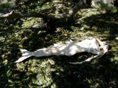 Những xác chết dị hợm của “nàng tiên cá”