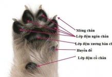 18 điều thú vị về bàn chân chó