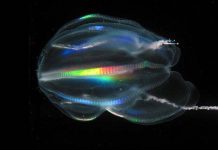 Ông tổ của tất cả các loài động vật ngày nay là một loài chẳng ai ngờ đến