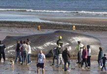 Cá voi mắc cạn và chết trên bờ biển Anh