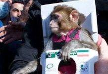 Iran đưa thành công chú khỉ thứ hai vào không gian