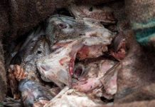 Đặc sản đầu cá thối khó ai dám ăn của Alaska