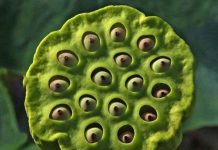 Tìm ra bí mật đằng sau "hội chứng sợ lỗ"