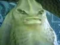 Nga: Bắt được người ngoài hành tinh trên biển