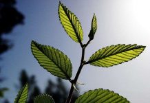 Phát triển thành công hợp chất hấp thụ CO2 nhanh hơn cây cối