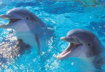Con người và cá heo “thông thái” như nhau