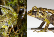 Phát hiện loài ếch có khả năng “biến hình” lớp da trong nháy mắt Phát hiện loài ếch có khả năng "biến hình" lớp da trong nháy mắt