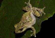 Loài nhái cây mới ở cao nguyên miền Trung