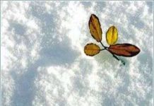 Cây cối cứu địa cầu khỏi họa đóng băng Cây cối cứu địa cầu khỏi họa đóng băng