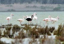 Phát hiện hồng hạc đen hiếm Phát hiện hồng hạc đen hiếm