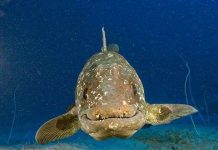 Cá “hóa thạch sống”