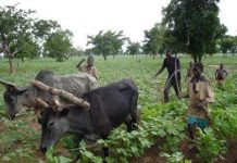 Châu Phi đủ đất để nuôi cả thế giới Châu Phi đủ đất để nuôi cả thế giới