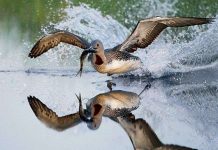 Bức tranh muôn màu về các loài chim