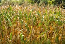 Nhiên liệu xanh từ phế phẩm cây bắp Nhiên liệu xanh từ phế phẩm cây bắp