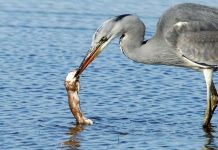 Chồn bị nuốt chửng vì khiêu khích chim diệc