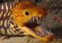 6 loài "thủy quái" có bộ hàm giết mồi trong nháy mắt