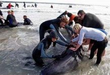 Thảm kịch của cá voi tại Nam Phi